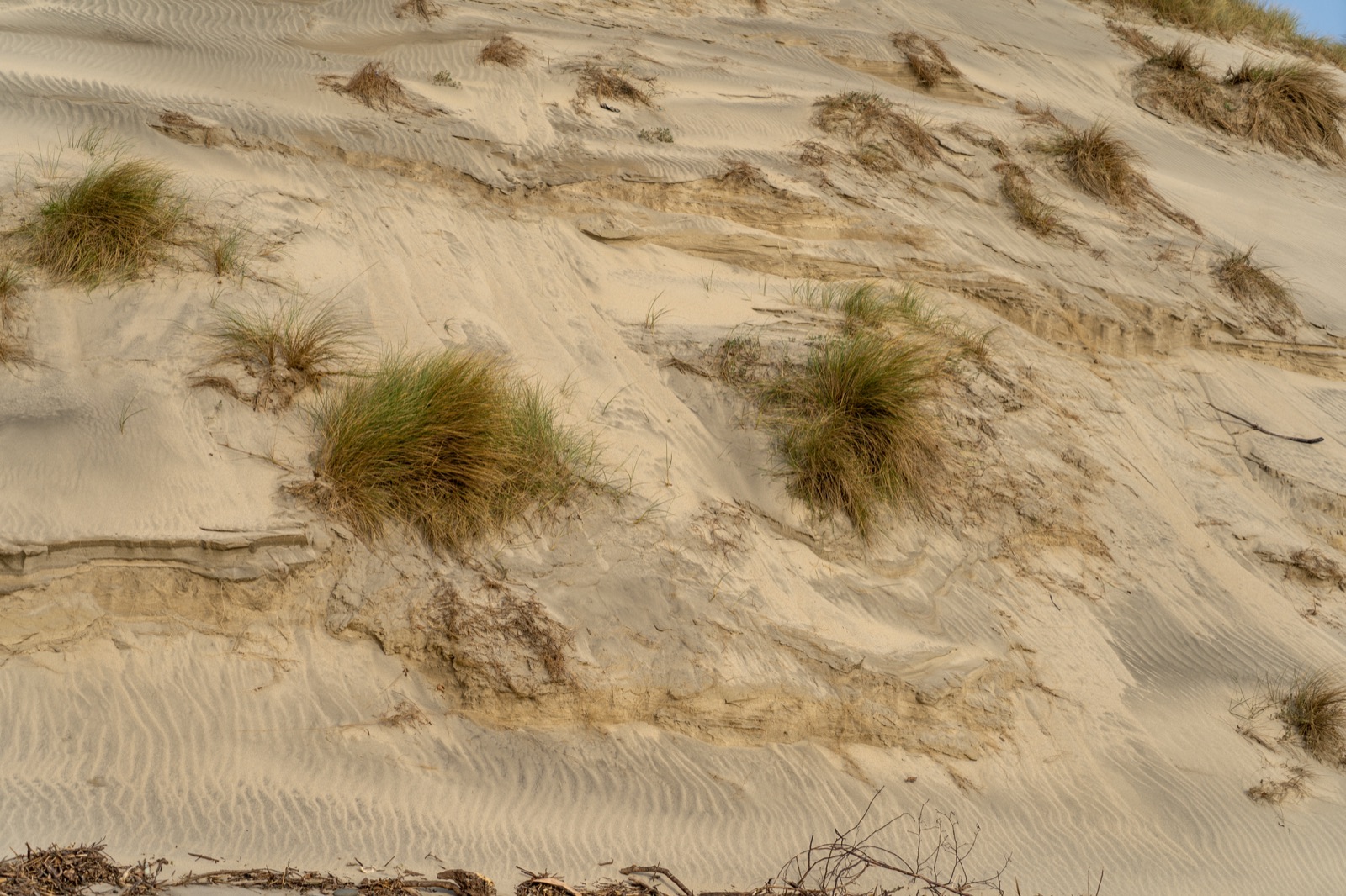 Esposende coastline sand dunes